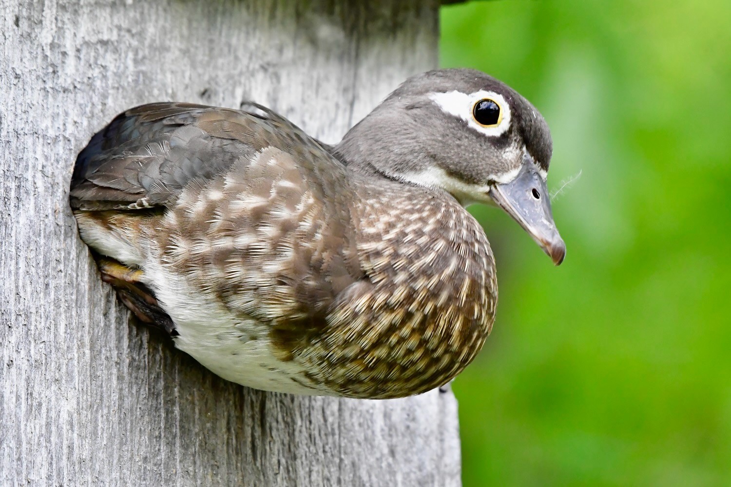 Wood Duck female emerging from nest box by Kim LeBlanc; permission required for use.